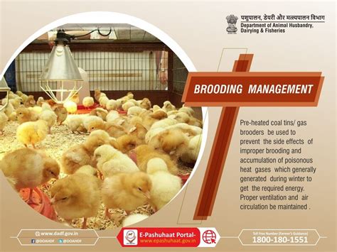 Poultry Management Poultry Breeds Poultry Management Poultry Farm