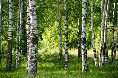Березовая роща стоковое фото ©albom 80312082