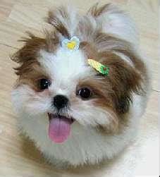 Image - 1299208027 172315135 1-Pictures-of--looking-for-SHIH-TZU-PRINCESS-TYPE-PUPPIES.jpeg ...