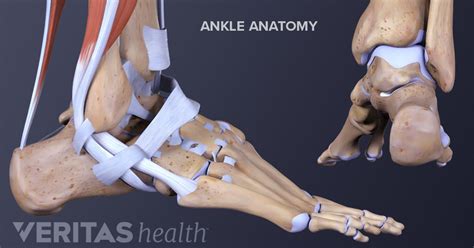 Ankle Anatomy: Muscles and Ligaments