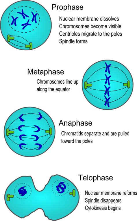 I Heart Biology ;): The Stages of Cell Division