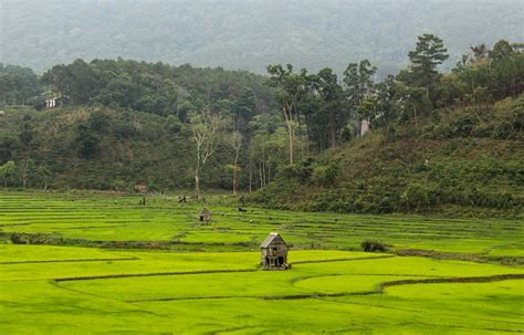 Sawah Tanah Pertanian Vietnam Foto Gratis Di Pixabay