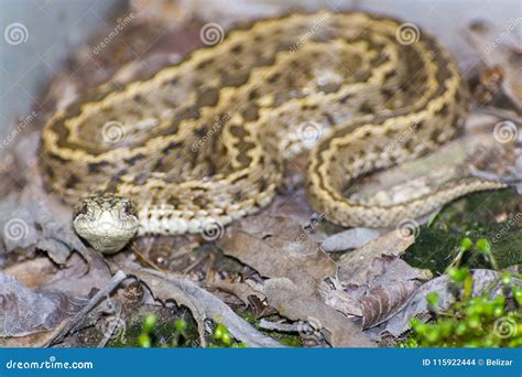 Viper On The Ground Stock Photo Image Of Viper Rakosiensis 115922444