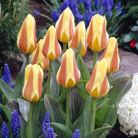 Buy Premium Quality Tulip Miskodeed 1012cm From Dutch Bulbs