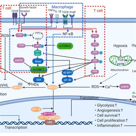 The Role Of Hif In The Pathogenesis Of Rheumatoid Arthritis