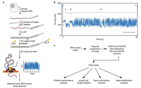 Nanopore Direct Rna Sequencing Grandomics