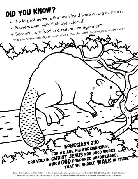 Oregon State Beavers Coloring Pages Coloring Pages