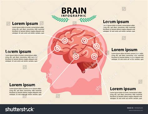 Scientific Medical Illustration Human Brain Stroke Stock Vector