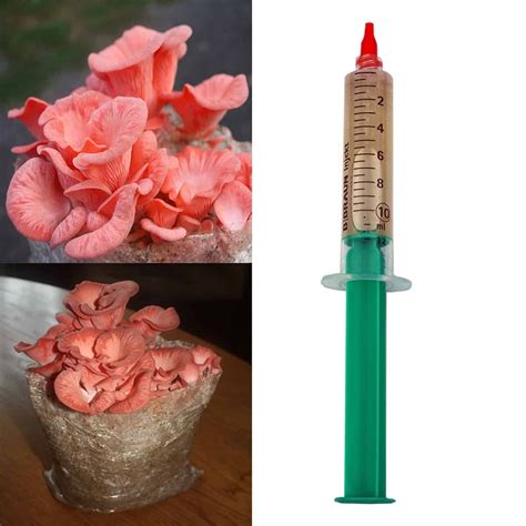 Rožinė Kreivabudė Pink Oyster Mushroom Pleurotus Djamor Skysta