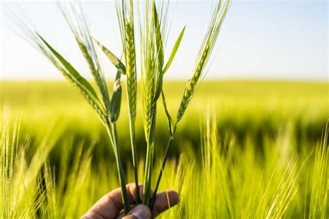 Close Up Farmer S Hand Holds Ears Of Barley On Field Under Sun