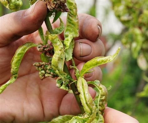 Peach Leaf Curl How To Identify Prevent And Treat Couch To Homestead