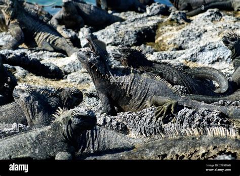 Lava Lizard On The Head Of A Marine Iguana At Punta Espinoza