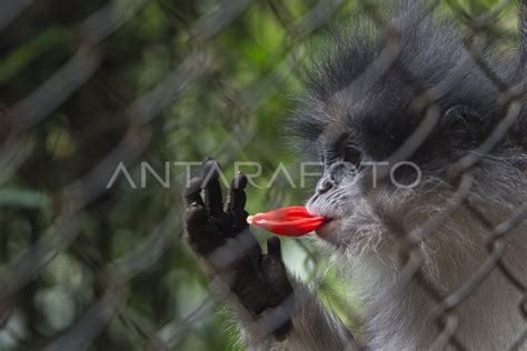 Surili Maskot Pon Xix Antara Foto