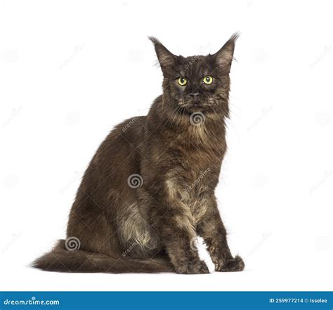 Brown Maine Coon Cat, Isolated on White Stock Photo - Image of white ...