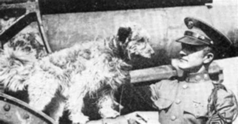 Famous Dogs In History Rags From Stray Dog To War Hero