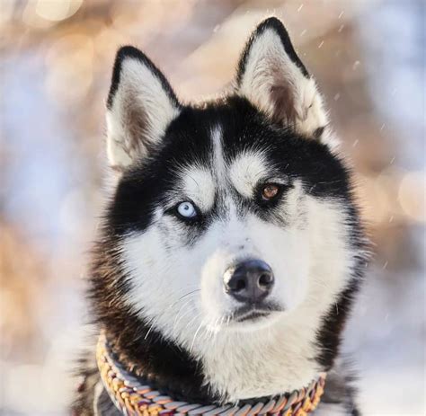 Siberian Husky Eyes (Husky Eye Colors, Problems & Care)