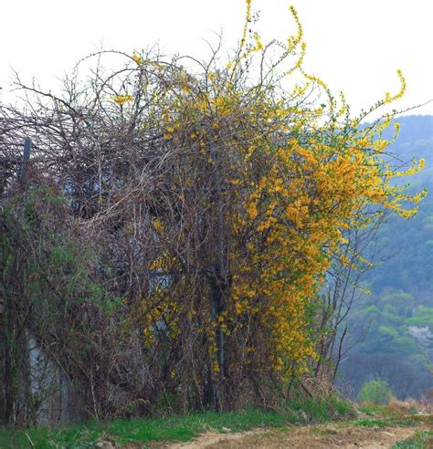 Renovation Pruning for Overgrown Forsythia vs Hard Pruning Forsythia