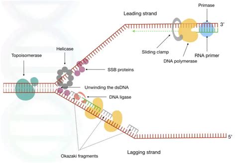 What Is Dna Replication Definition Steps Enzymes And Process