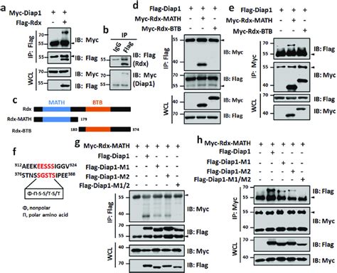 Rdx Binds Diap A Flag Tagged Rdx Protein Could Pull Down Myc Tagged