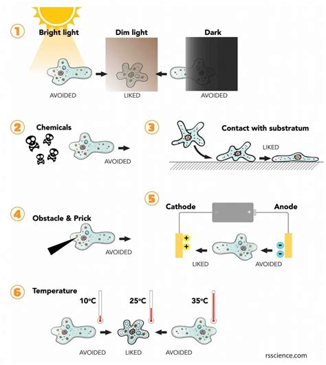 Facts About Amoeba Structure Behavior And Reproduction Rs Science