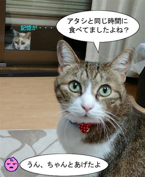 動くイラストと猫漫画：猫漫画「チビばあちゃんの作戦」