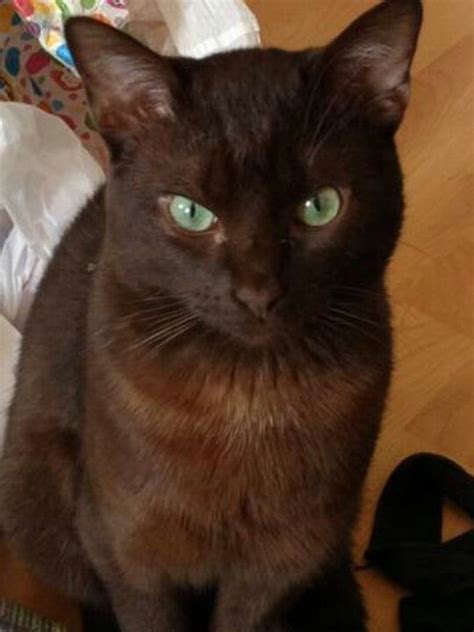 123 Best Images About 54 Chocolate Cats Dark Brown Cats On Pinterest