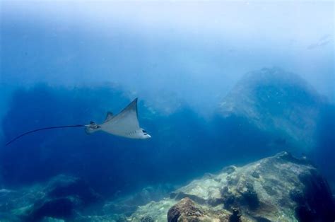 Premium Photo Whitespotted Eagle Ray Swimming Between The Reef Rocks