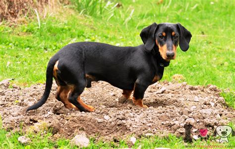 Fotos Del Perro Salchicha Razasdeperros