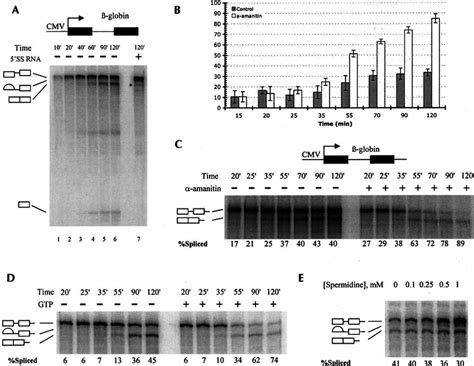 Properties Of In Vitro Transcription Splicing Reactions A Time