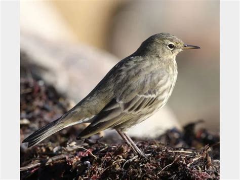 Details Scandinavian Rock Pipit Birdguides