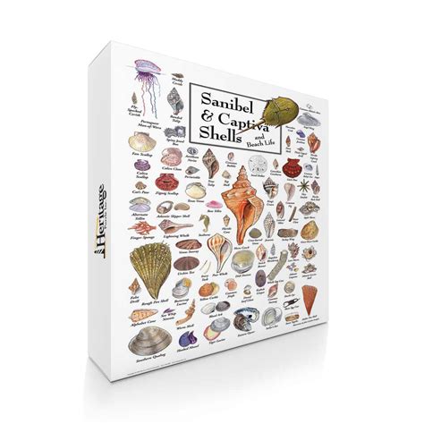 Shells of Sanibel & Captiva - 550 Piece Puzzle – Sand Castle Gifts Gourmet