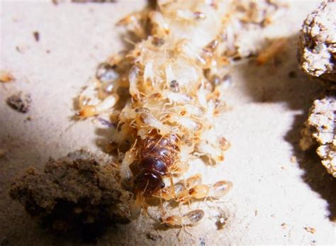 The Termite Queen - Termite Web