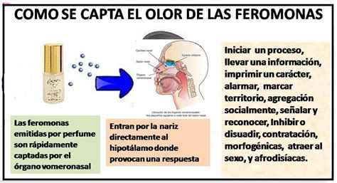 Feromonas Que Son Kererme