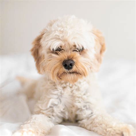 #1 | Cavapoo Puppies For Sale By Uptown Puppies