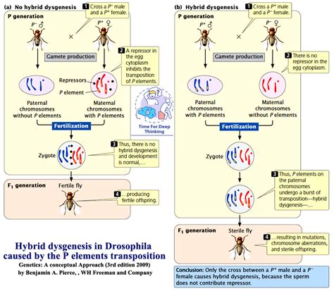 Mcqs On Transposable Elements Biotech Mcq