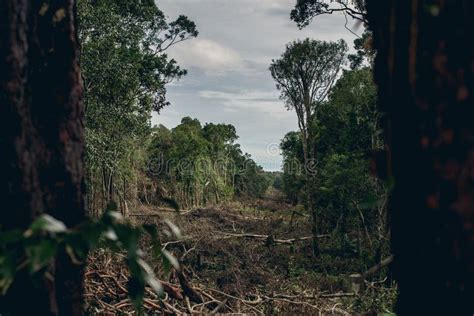 Tropical Rainforest Deforestation Stock Photos Free Royalty