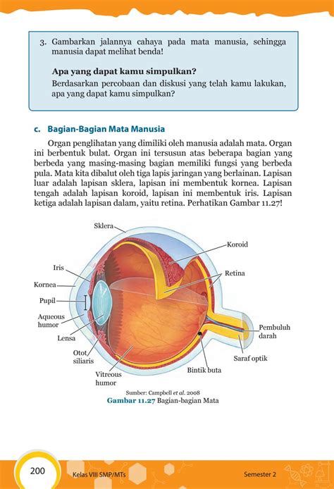 Gambar Organ Mata – pulp