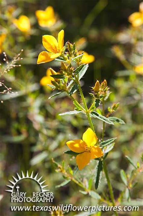 Texas Wildflower Identification Index Texas Wildflower Pictures And Identification By Gary