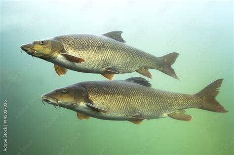 Barbel Barbus Barbus Underwater Close Up Photography Of A Nice Fish