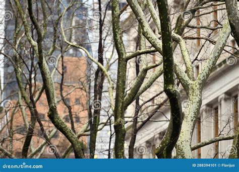 Naked Trees Branches Stock Image Image Of York Park