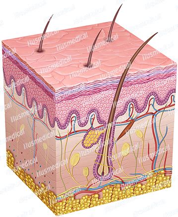 Anatomía la piel humana ilustraciones del cuerpo humano