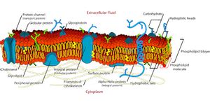 Semipermeable Membrane | Definition, Function & Examples - Lesson ...