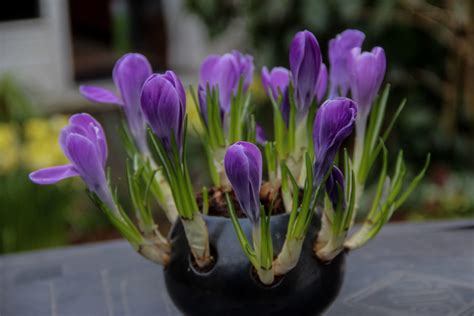 Crocus Vernus Remembrance Meeuwissen Voorhout Bloembollen