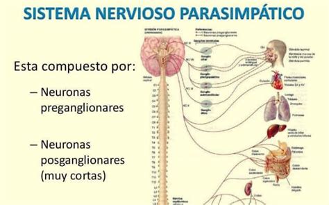 Sistema Nervioso Parasimp Tico Caracter Sticas Y Funciones Sistema