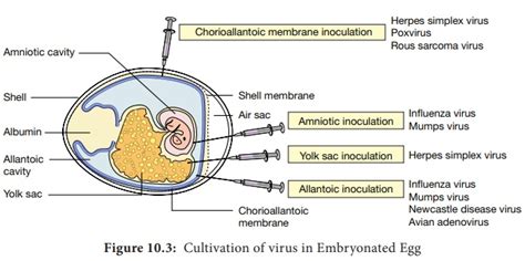 Cultivation Of Viruses