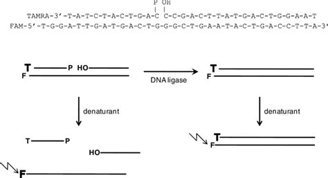 Principle Of The Fluorescence Resonance Energy Transfer Fret Based