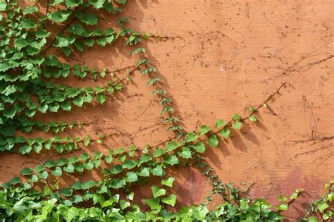 Crecimiento de las plantas trepadoras cómo cubrir una pared Plantas