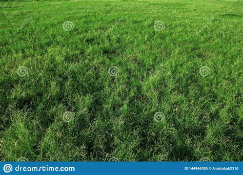 Grama Verde Fresca No Campo Textura Verde De Grama Imagem De Stock