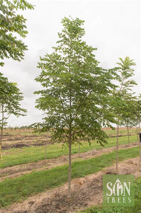 Gymnocladus Dioicus Espresso Jfs Spring Grove Nursery