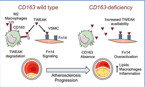 Cd Deficiency Increases Foam Cell Formation And Plaque Progression